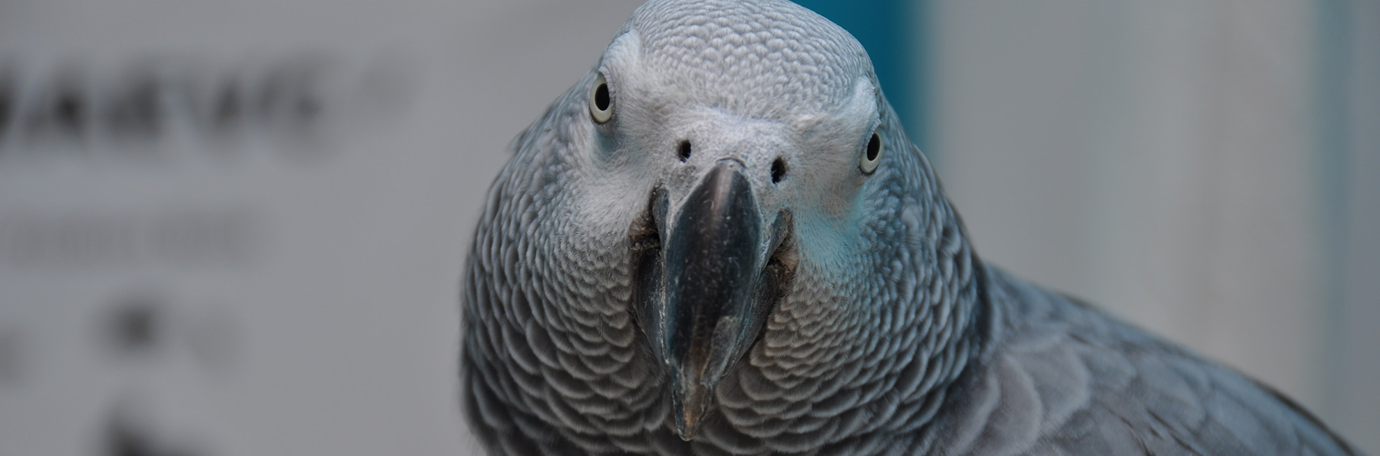 Full service avian, reptile and exotic pet veterinary hospital
