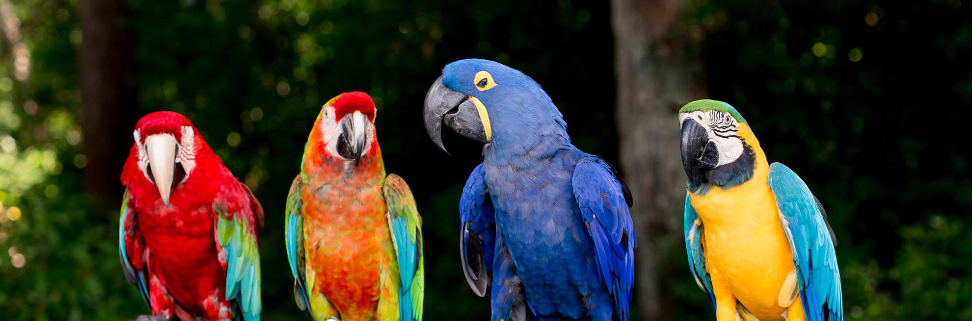 Improving the Lives of Exotic Pets