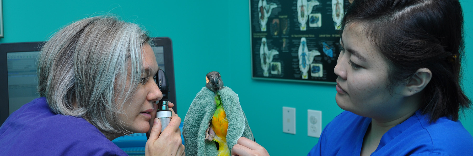Your Special Exotic Pet