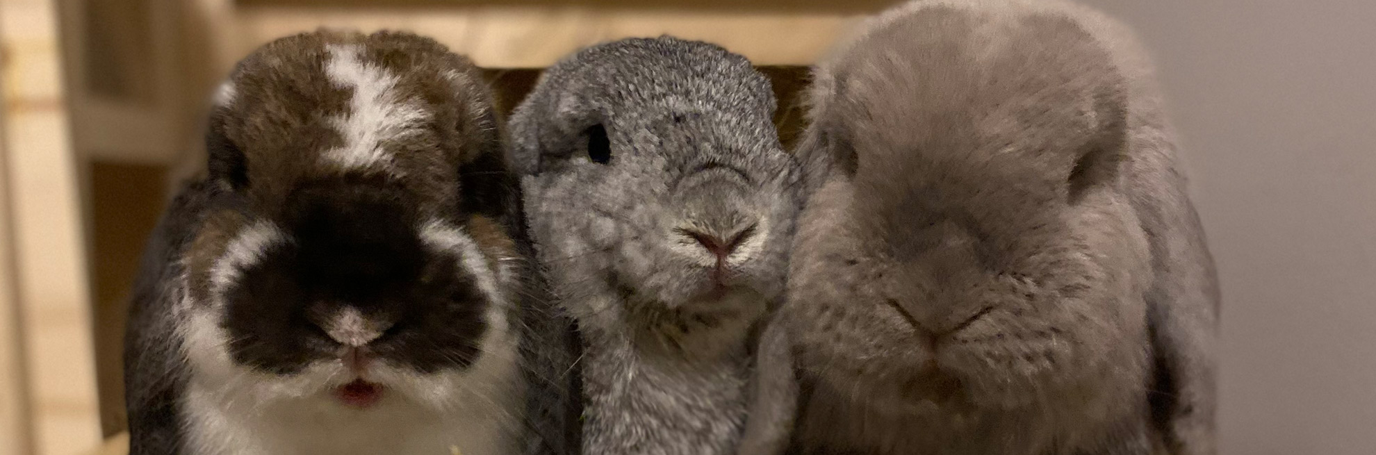 Improving the Lives of Exotic Pets